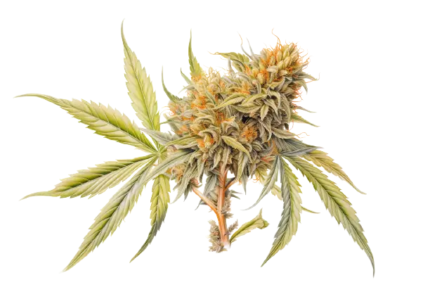 Farbige Cannabisblüte mit grünen Cannabisblättern Eine Cannabispflanze schmückt sich mit verschiedenen Farben.